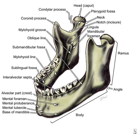 Labeling the Anatomical Parts of the Mandible